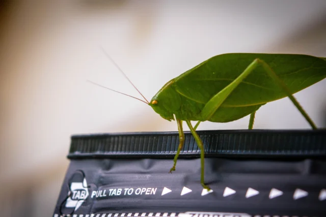 En Cósmico somos dos humanxs, un perro guapísimo y 250 millones de pequeñines por ahí 🦋🐞🐝